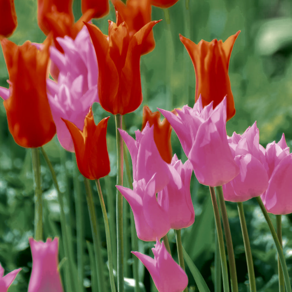 Paper+Design Luncheon Napkins (Garden Tulips)